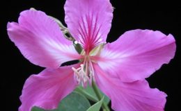 Bauhinia-glauca-purple-flower-30