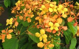 Bauhinia-manandra-climbing-30