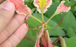 Bauhinia-pottsii-var-pottsii-30-e1452805983498