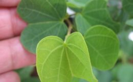 Bauhinia-sp-Australia-45-