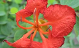 Bauhinia-sp-Australia-45