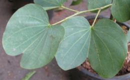 Bauhinia-sp-Israel-30