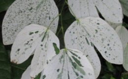 Bauhinia-sp-white-variegated-52-e1452805738726