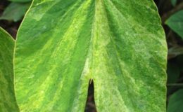 Bauhinia-sp-yellow-variegated-52