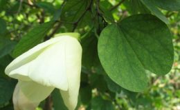Bauhinia-tomentosa-24-