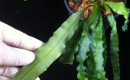 Belvisia-sp.T01-from-Pawan-Philippines-50-