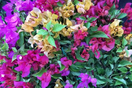 Bougainvillea / Бугенвиллея, каталог