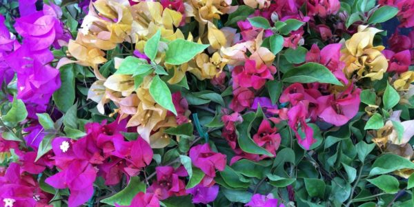 Bougainvillea / Бугенвиллея, каталог