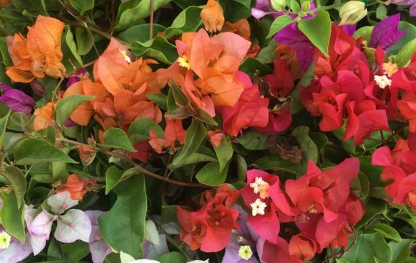 Bougainvillea multigrafted