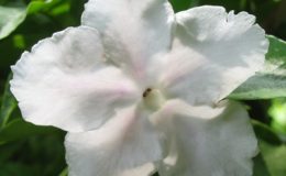 Brunfelsia-australis-EP-start-flowering-with-purple-20