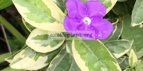 Brunfelsia-australis-albomarginata-70-1