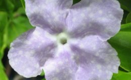 Brunfelsia-australis-small-and-wax-leaf-30