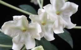 Brunfelsia-nitida-TF-35-
