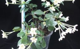 Brunfelsia-nitida-TF-35