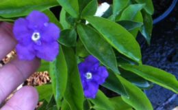 Brunfelsia-pilosa-25