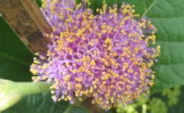 Callicarpa-dichotoma-30