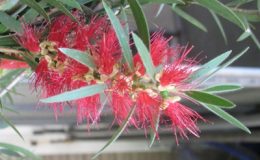 Callistemon-lanceolatus-24