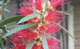Callistemon-lanceolatus-24-e1452803040498