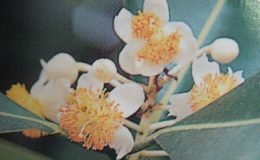 Calophyllum-inophyllum-20