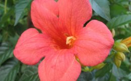 Campsis-grandiflora-Climbing-24-
