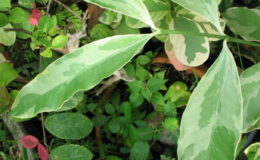 Canarium-album-variegated-40