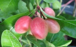 Carissa-carandas-not-variegated-20