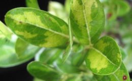 Carissa-carandas-variegated-70-