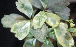 Carmona-retusa-yellow-variegated-30