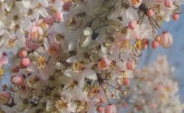 Cassia-bakeriana-30