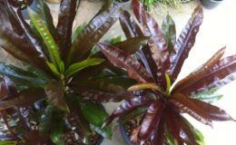 Cerbera-Super-Redсправа-and-Cerbera-red-leafслева