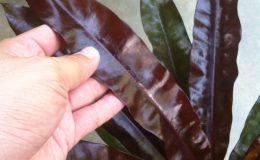 Cerbera-odollam-Super-Red-38