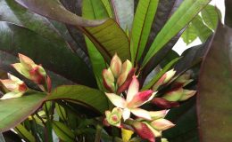 Cerbera-odollam-red-leaf-30