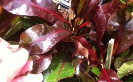 Cerbera-odollam-red-leafwavy-form-30