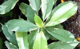 Cerbera-odollam-white-variegated-35
