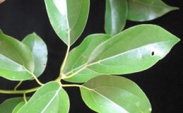 Cinnamomum-camphora-30