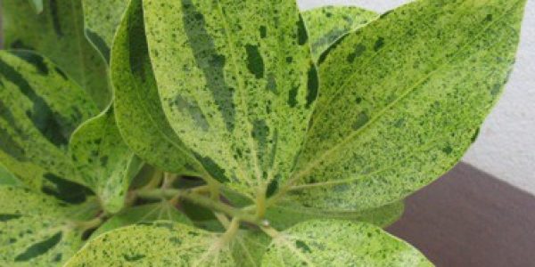 Cinnamomum-zeylanicum-variegated-120-e1452800039587-1