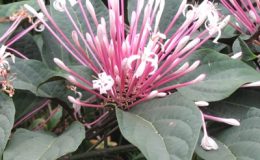 Clerodendron-quadriloculare-20