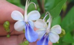 Clerodendron-ugandense-20