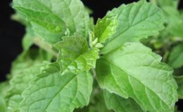 Clerodendrum-calamitosum-24-