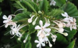Clerodendrum-calamitosum-24