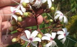 Clerodendrum-infortunatum-20