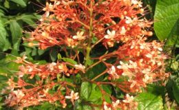 Clerodendrum-paniculatum-orange-flower-30