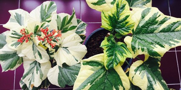 Clerodendrum-paniculatum-white-vand-yellow-variegated-compare-1