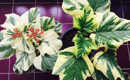 Clerodendrum-paniculatum-white-vand-yellow-variegated-compare