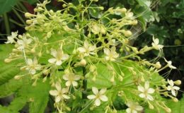 Clerodendrum-paniculatum-yellow-flower-TF-32-