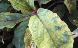 Clerodendrum-quadriloculare-yellow-variegated-30