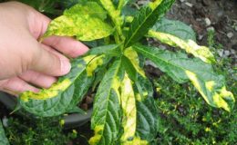 Clerodendrum-scimidtii-variegated-40-e1452797739817