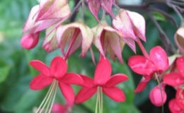 Clerodendrum-splendens-20