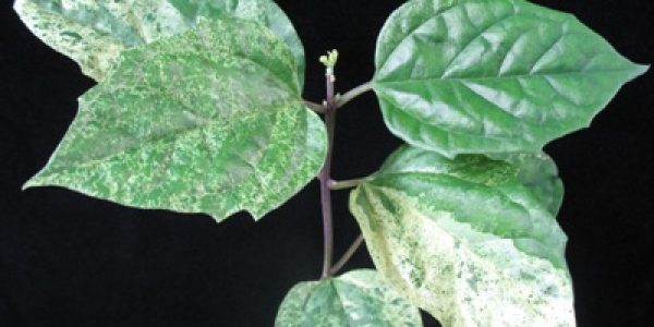 Clerodendrum-x-speciosum-variegated-splendens-x-thomsoniae-30-1-1