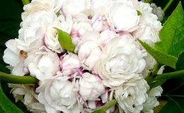 Clerodendrum-сhinese-syn-Clerodendrum-fragrans-pleniflorum